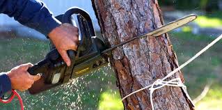 Reliable Hurlburt Field, FL Tree Removal Solutions